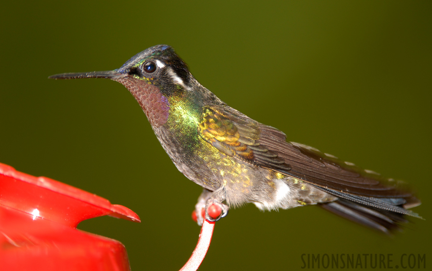 Lampornis calolaemus calolaemus [400 mm, 1/60 sec at f / 4.0, ISO 200]